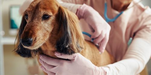 Purina senior dog with vet 500