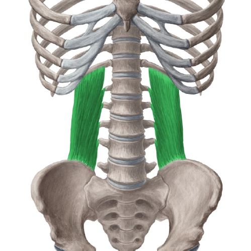 Quadratus lumborum muscle - Westerfeld500