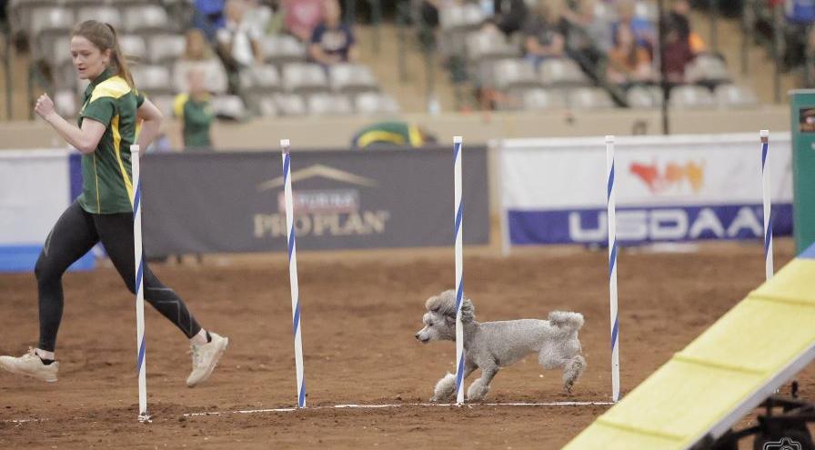 Reese Spindle and Havana - Cynosport 2023 - GreatDanePhotos hps