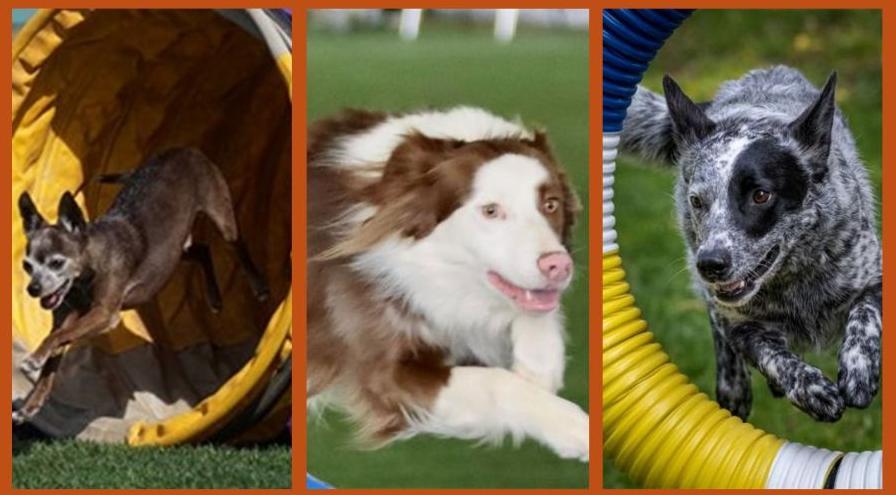 Rehomed dogs hps