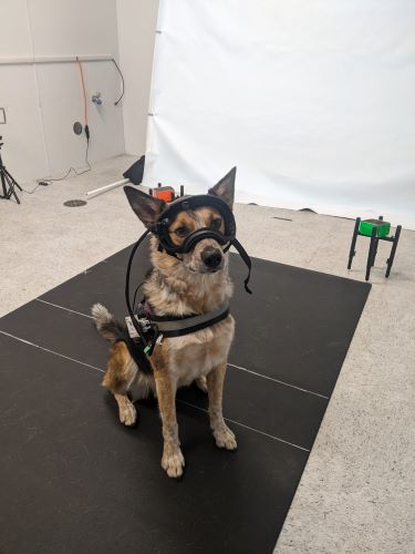 Ren in a University of Arizona canine cognition study 500