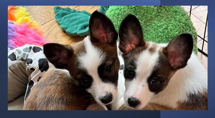 Rigatoni and Pitter Patter - Meagan Skelton story hps