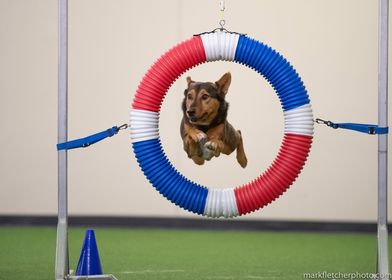 Roscoe (Mark Fletcher photo) - Amy Acosta