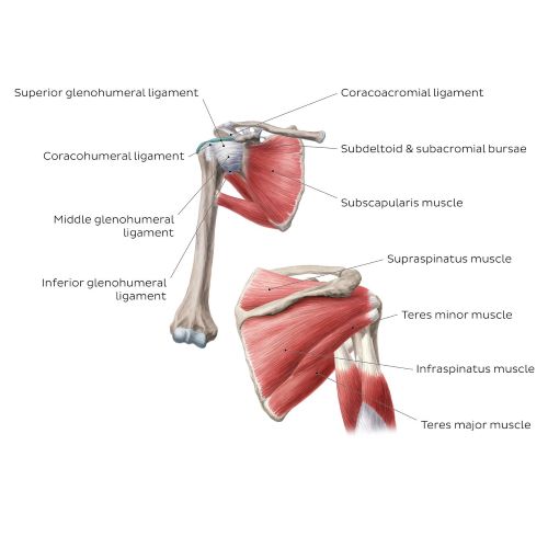 Rotator cuff - Posterior shoulder - Westerfeld500
