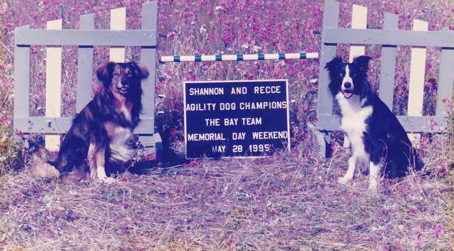 Shannon and Recce - Stuart Mah hps