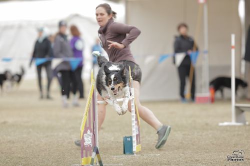 Shelby Tilden and Moss - Great Dane Photo 500 Shelby Tilden and Moss - Great Dane Photo 500