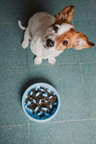 dog with slow feed dog dish dog with slow feed dog dish