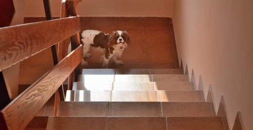 Mobility Week dog at bottom of stairs