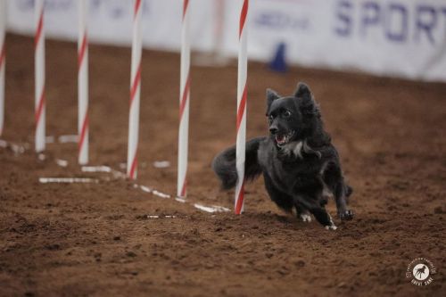 Stormy - Kim Galusha - Great Dane Photos 500