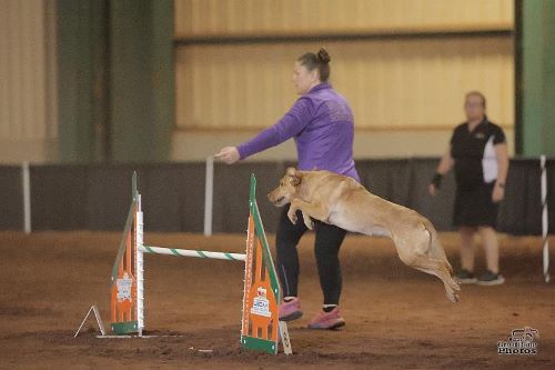 Sue Peppes - GreatDanePhotos 500
