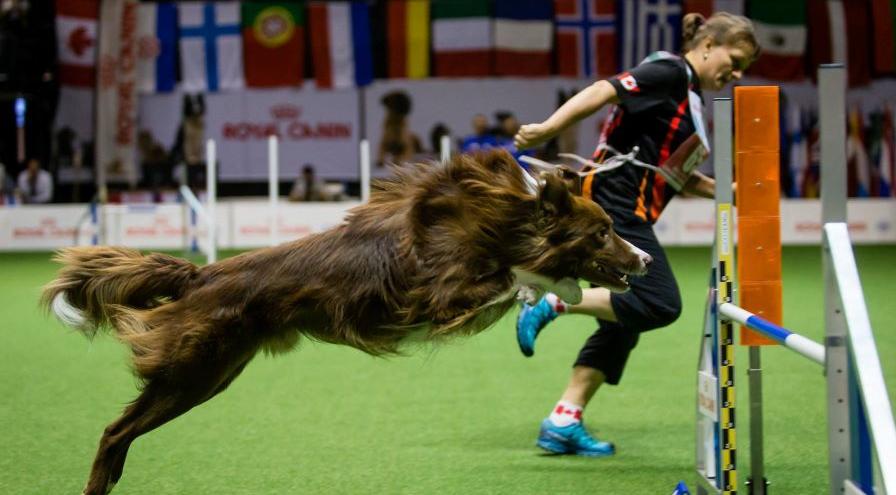 Susan Garrett and Swagger Finish Jump hps Photo by fotohacko.cz