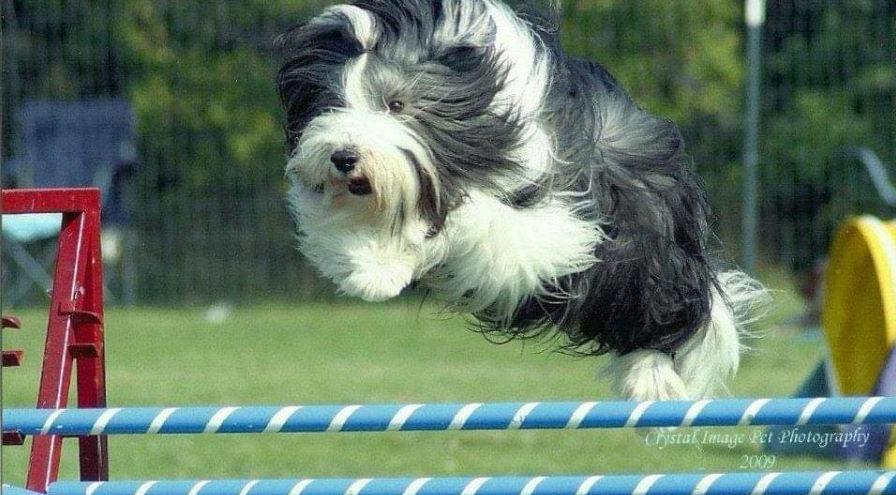 TT Loretta Mohler jumping dog hps