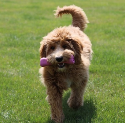 TT Susan Garrett Verbal markers retrieve-cali-409x400