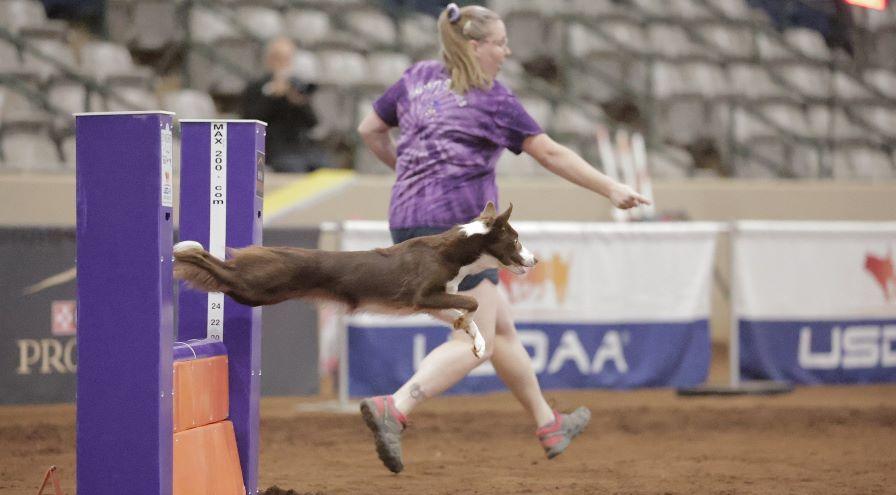Tawni Millet and Dazzle - GreatDanePhotos hps