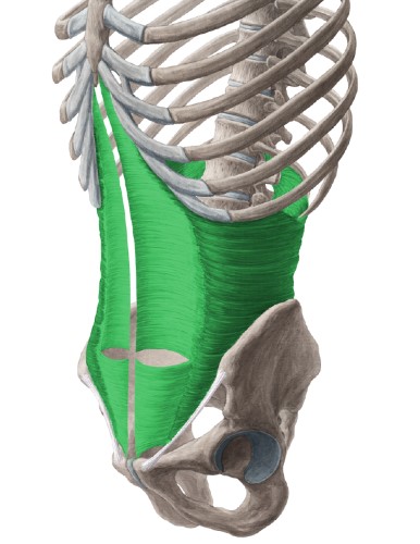 Transversus abdominis muscle - Westerfeld500
