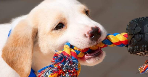 dog tug of war dog tug of war