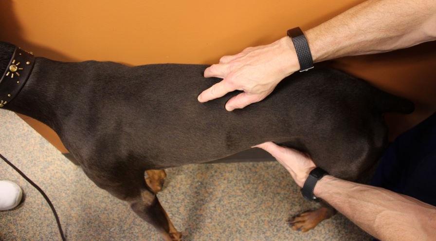 VOSM Spine assessment hps