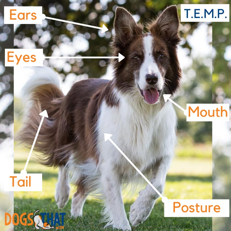 Feature’s T.E.M.P. is that of a happy, relaxed, confident dog. WW Susan Garrett TEMP-800