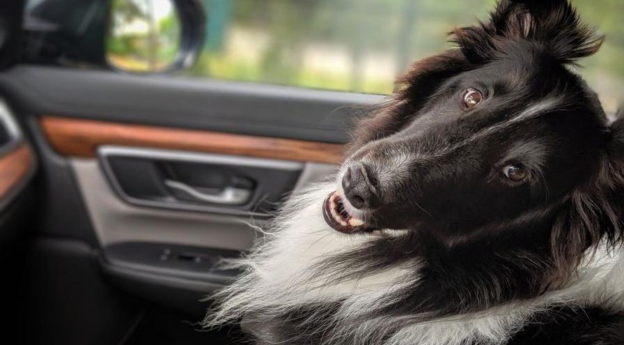 WW Travel training sep-anx sheltie in car by Stafford Green from Pixabay hps