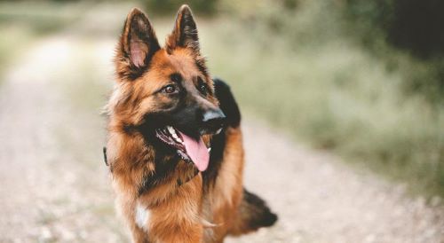 WW YM Muscle Atrophy German shepherd 500