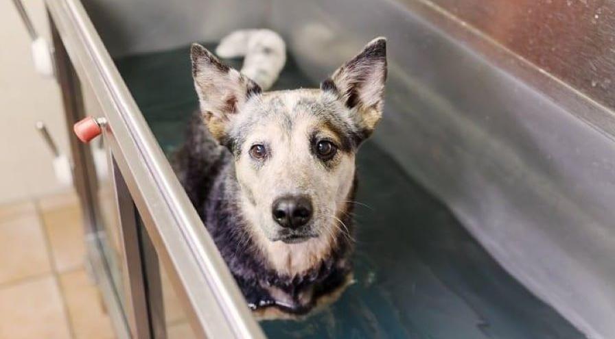 WW hydrotherapy dog-hps