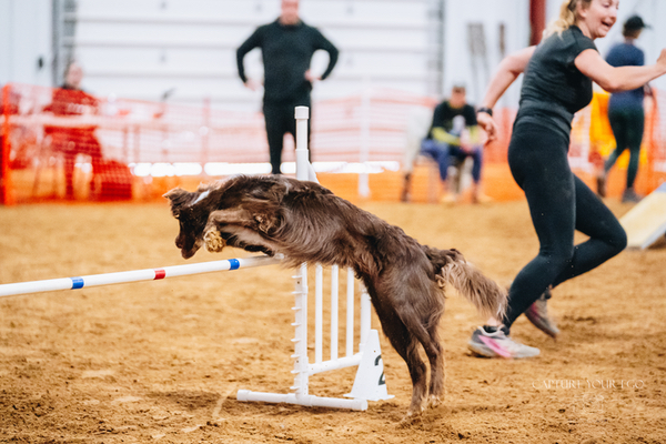 Why Foundations Matter at Every Level of Dog Agility - Ariticle Photo 2