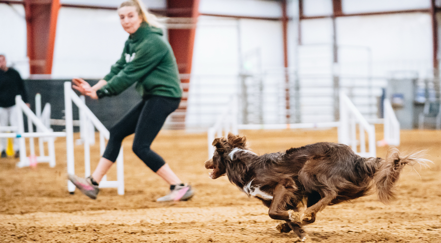Why Foundations Matter at Every Level of Dog Agility - HPS