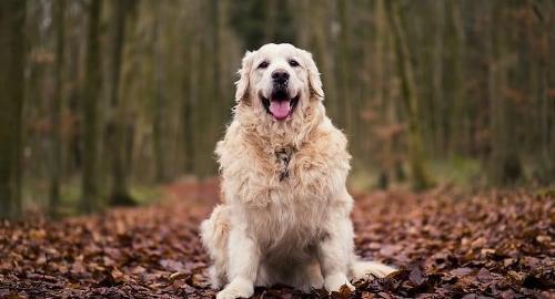 YM WW Overweight_dog_hps