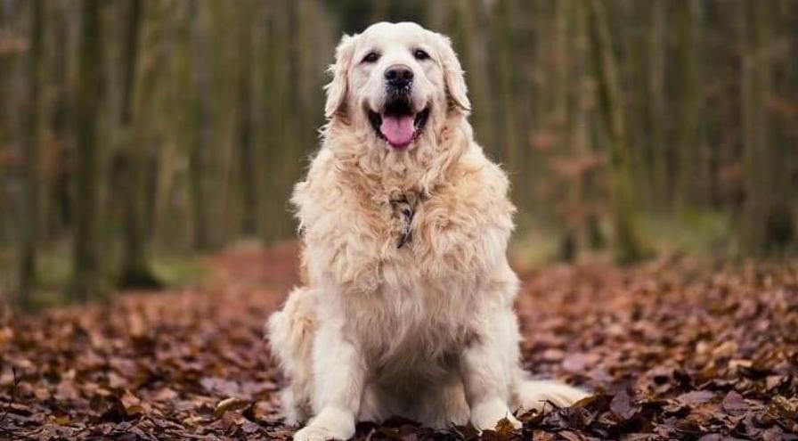YM WW Overweight_dog_hps