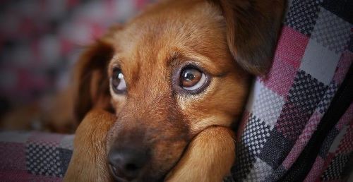 YM WW Sad dog 500