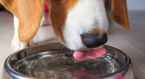 YM WW dog drinking water YM WW dog drinking water