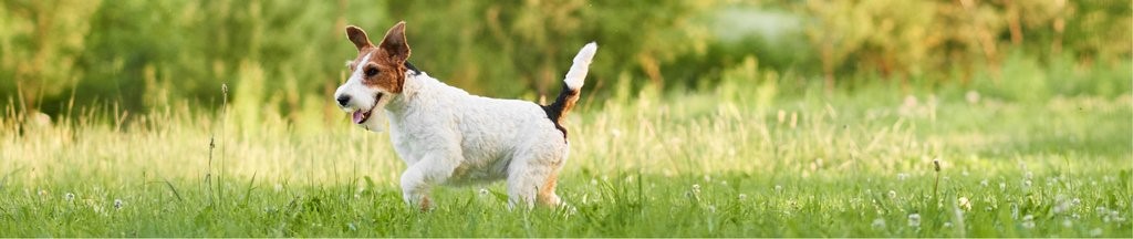 YM WW dog in field