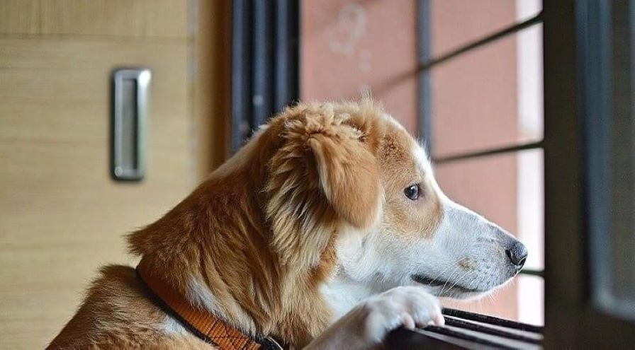 YM WW dog looking out window hps