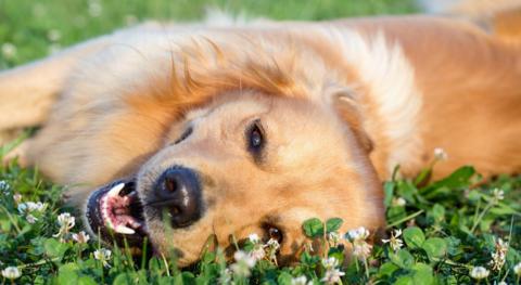 YM WW dog lying in field
