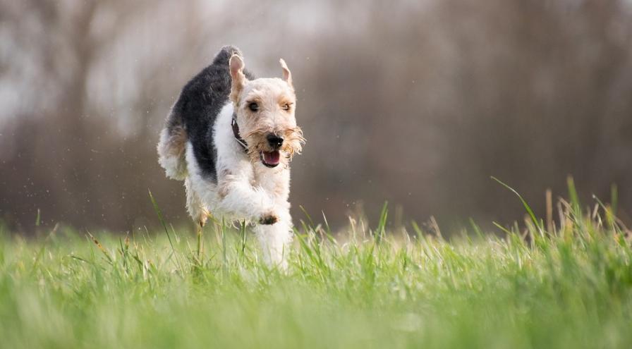 YM WW dog running in grass Image by Rebecca Schönbrodt-Rühl from Pixabay hps