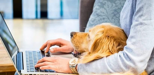 YM WW dogs head on laptop