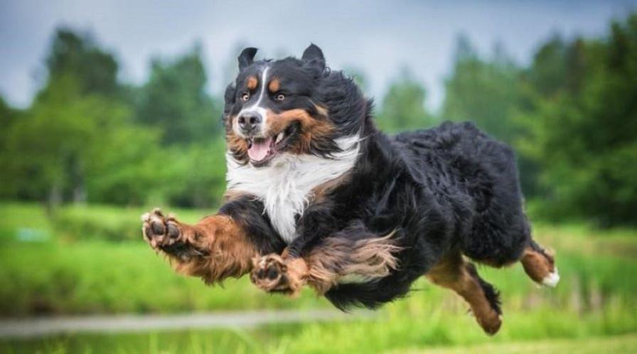YM WW jumping dog hps