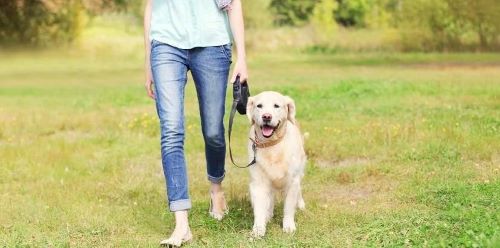 YM WW walking dog in field 500