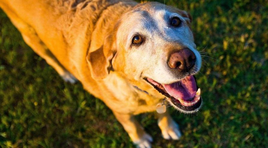 Yellow Lab image by Marilou Burleson from Pixabay hps