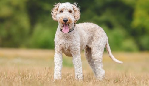 YuMOVE TT Happy senior dog 500