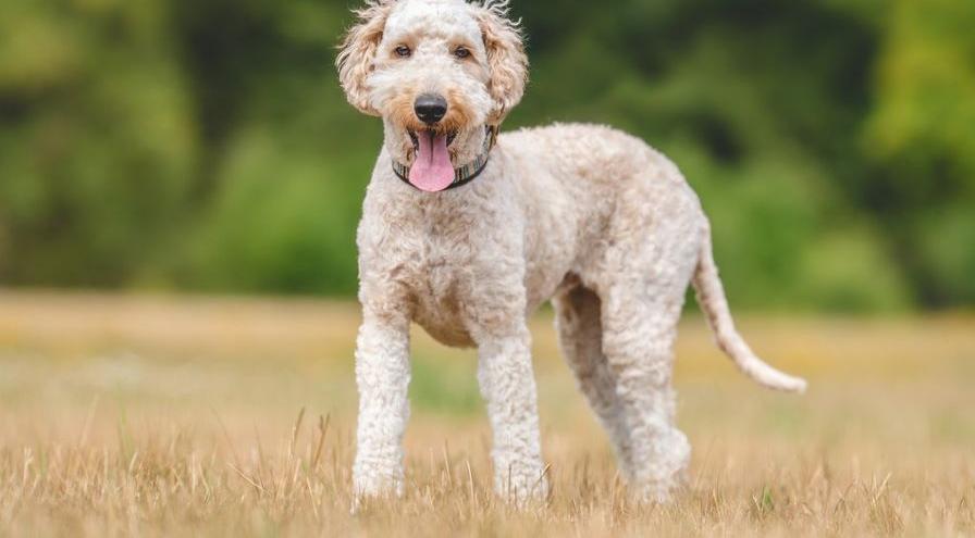YuMOVE TT Happy senior dog hps