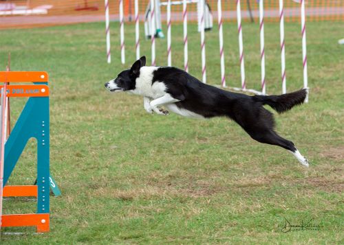 ZephyrJoe PAWS agility trial double Sept 2021 Donna Kelliher photo 500