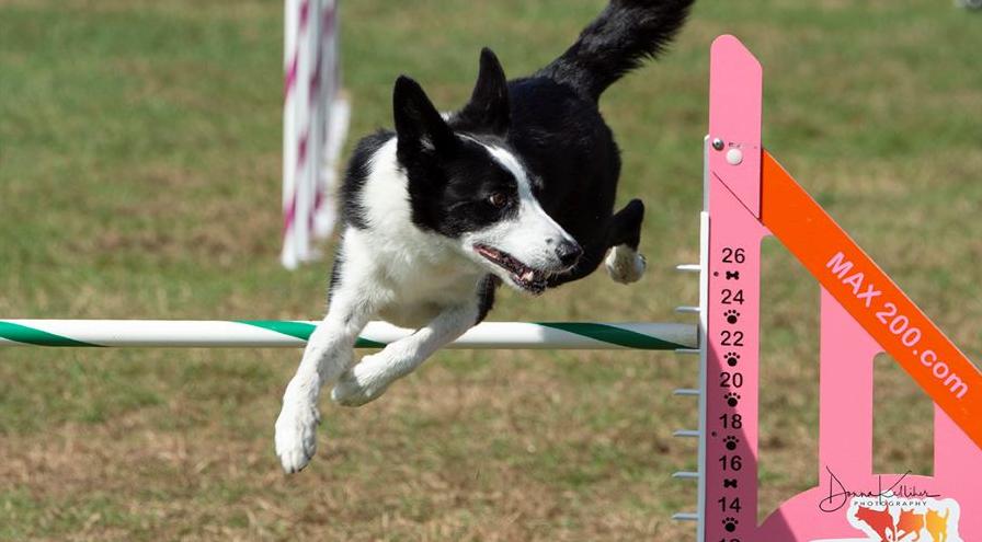 ZephyrJoe PAWS agility trial Sept 2021 Donna Kelliher photo hps