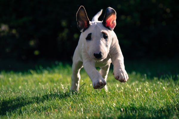 bull-terrier-in grass by Michael Fortnum from Pixabay bull-terrier-in grass by Michael Fortnum from Pixabay 600