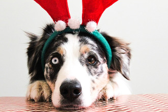 Holiday Dog