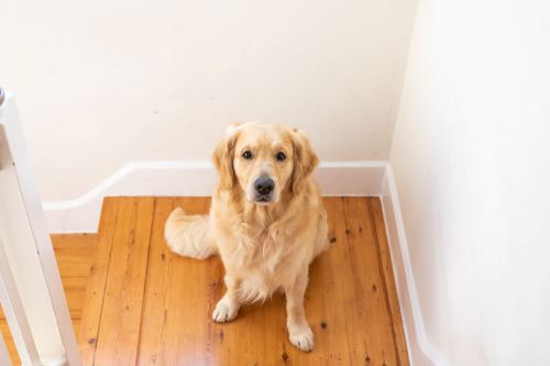 dog looking up stairs 