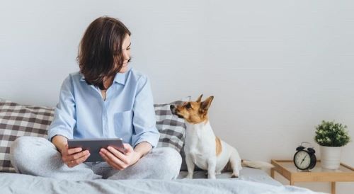 dog on bed 500