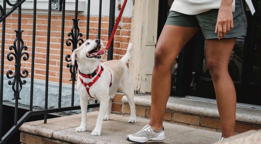 dog on stairs pexels-samson-katt hps