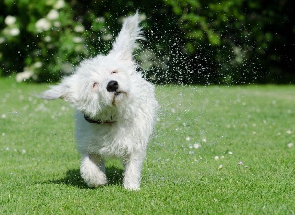 dog-shakes-itself-by Katrin B from Pixabay dog-shakes-itself-by Katrin B from Pixabay 600