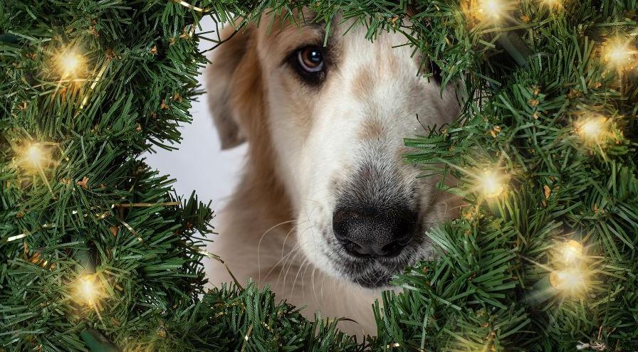 dog wreath Image by Sven Lachmann from Pixabay hps